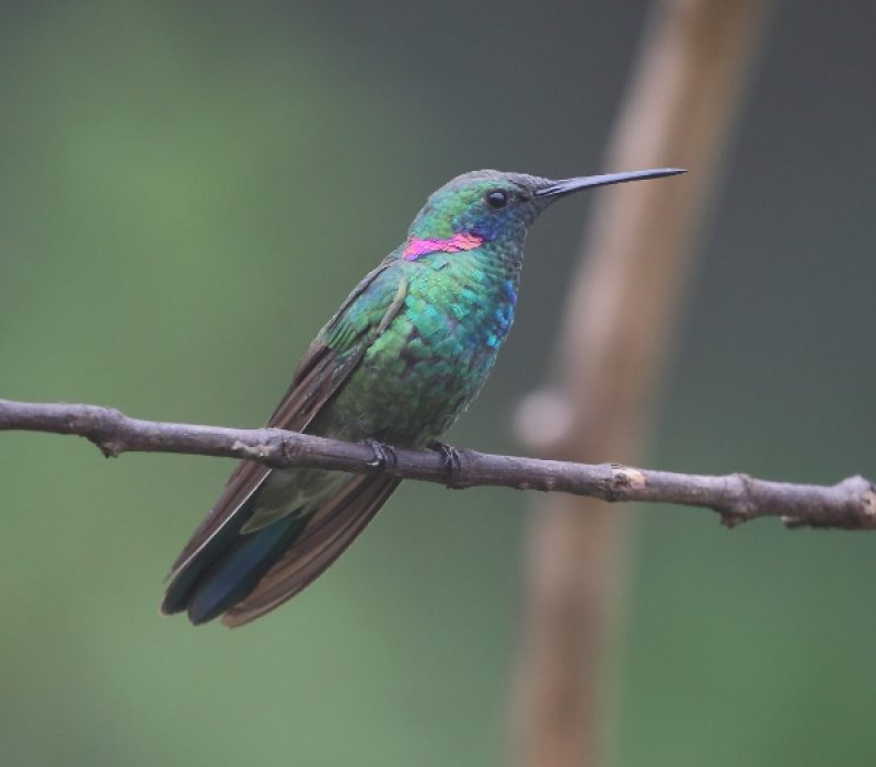 Colibri_serrirostris-White-vented_Violetear_(Male)